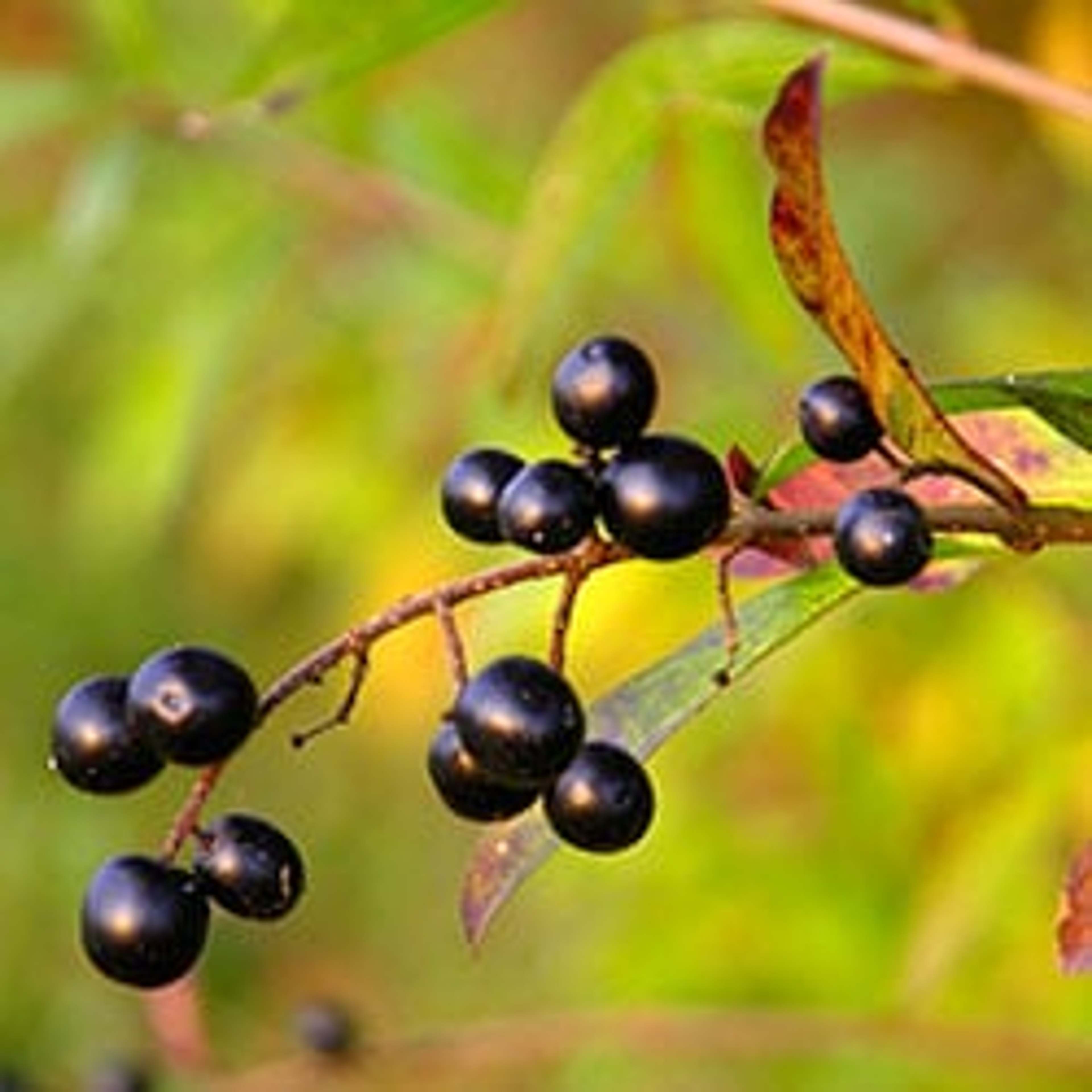 Maqui berries are particularly rich in antioxidants, vitamins, minerals, iron and vitamin C.