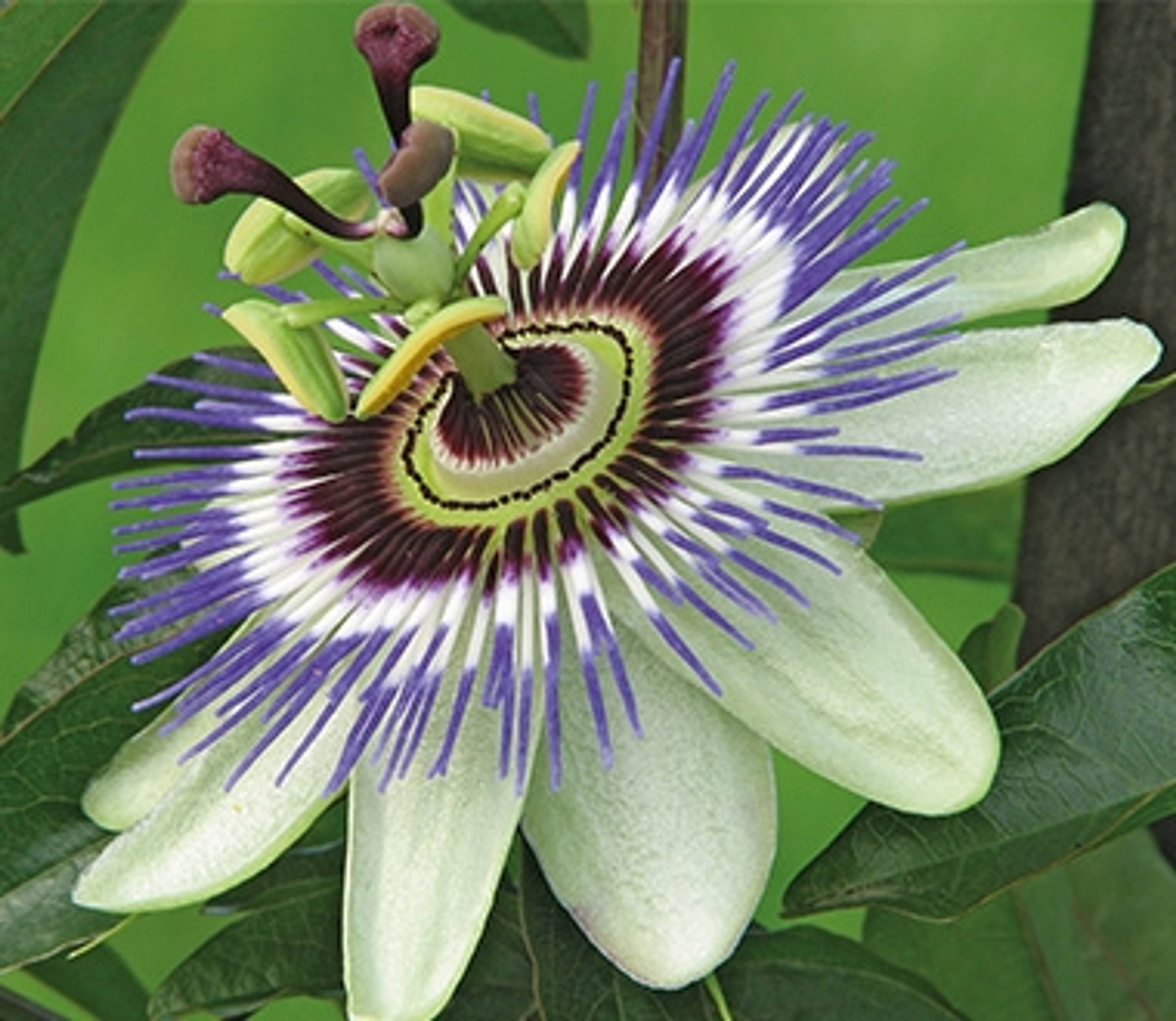 Passionsblume.jpg