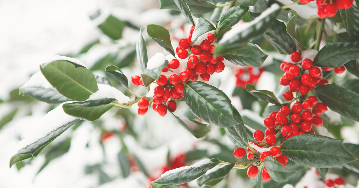 Winterberry (Ilex verticillata).png