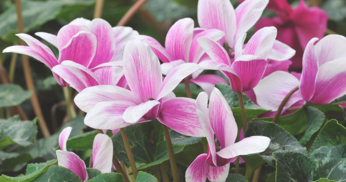 Cyclamen.png