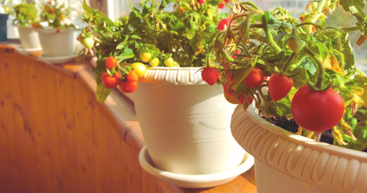 Choose Heat-Tolerant Balcony Plants.png