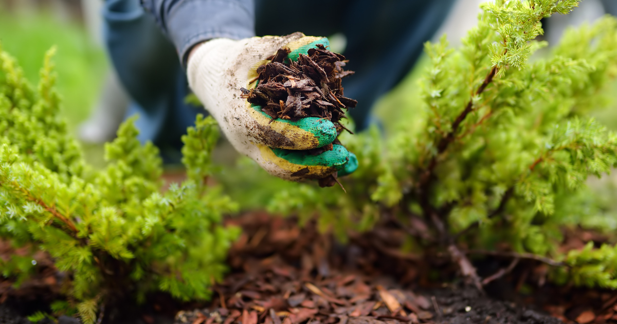 what is mulch for gardening.png