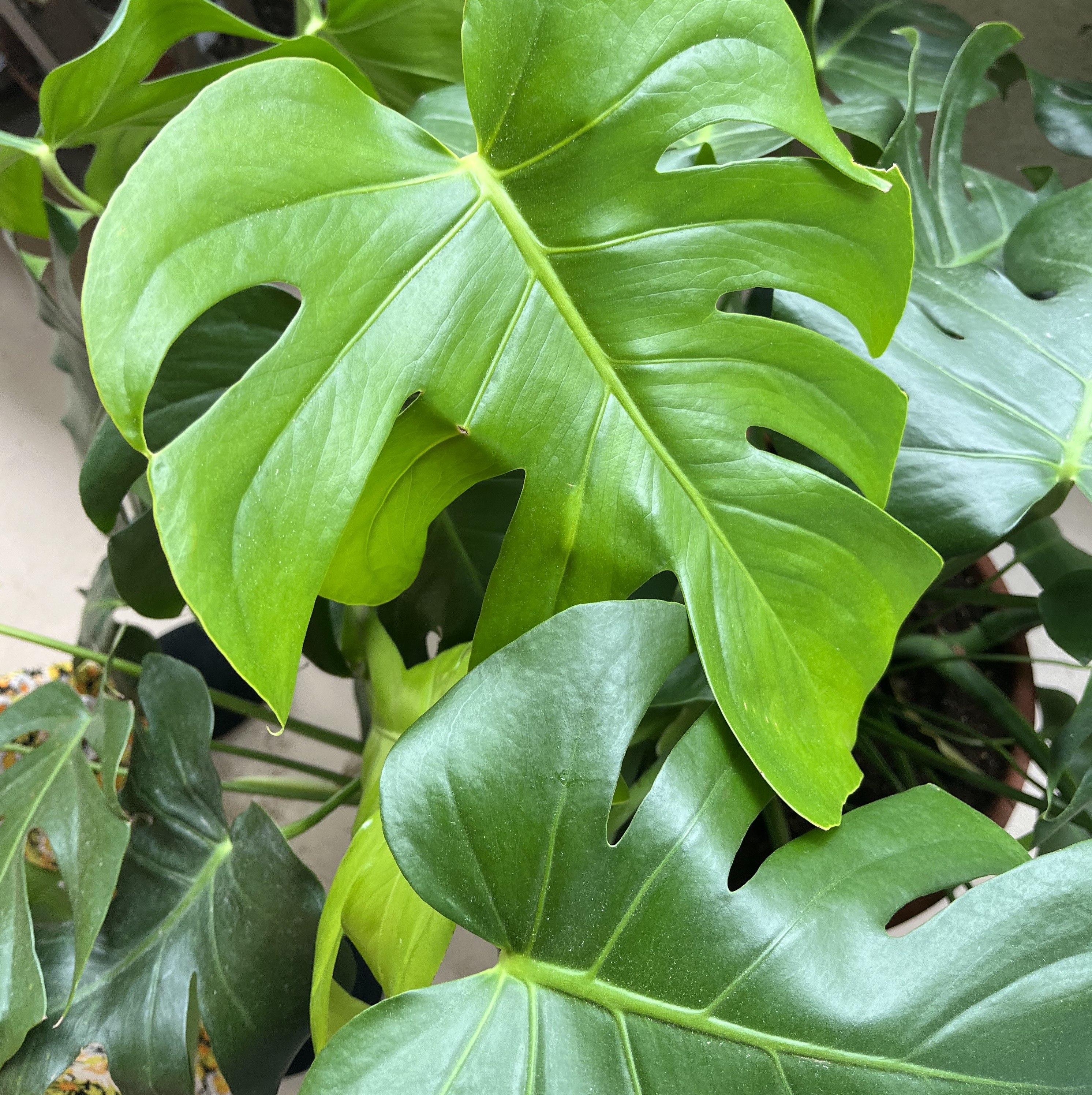 Image of light green medium-sized fenestrated monstera leaf with other leaves in the background