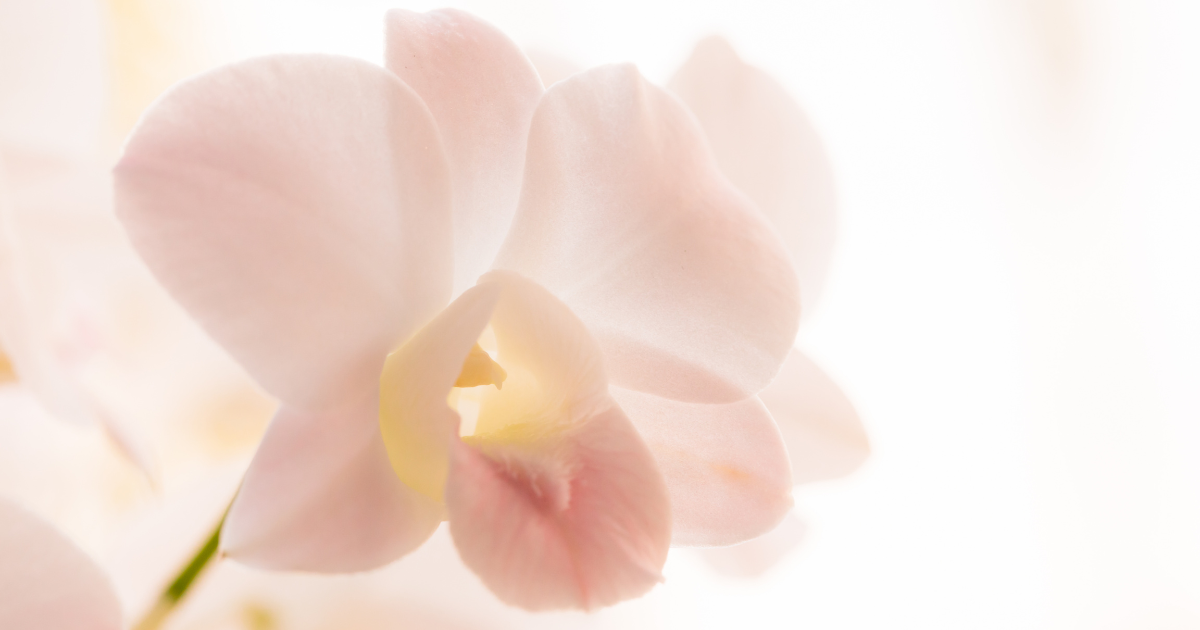 Orchid.png