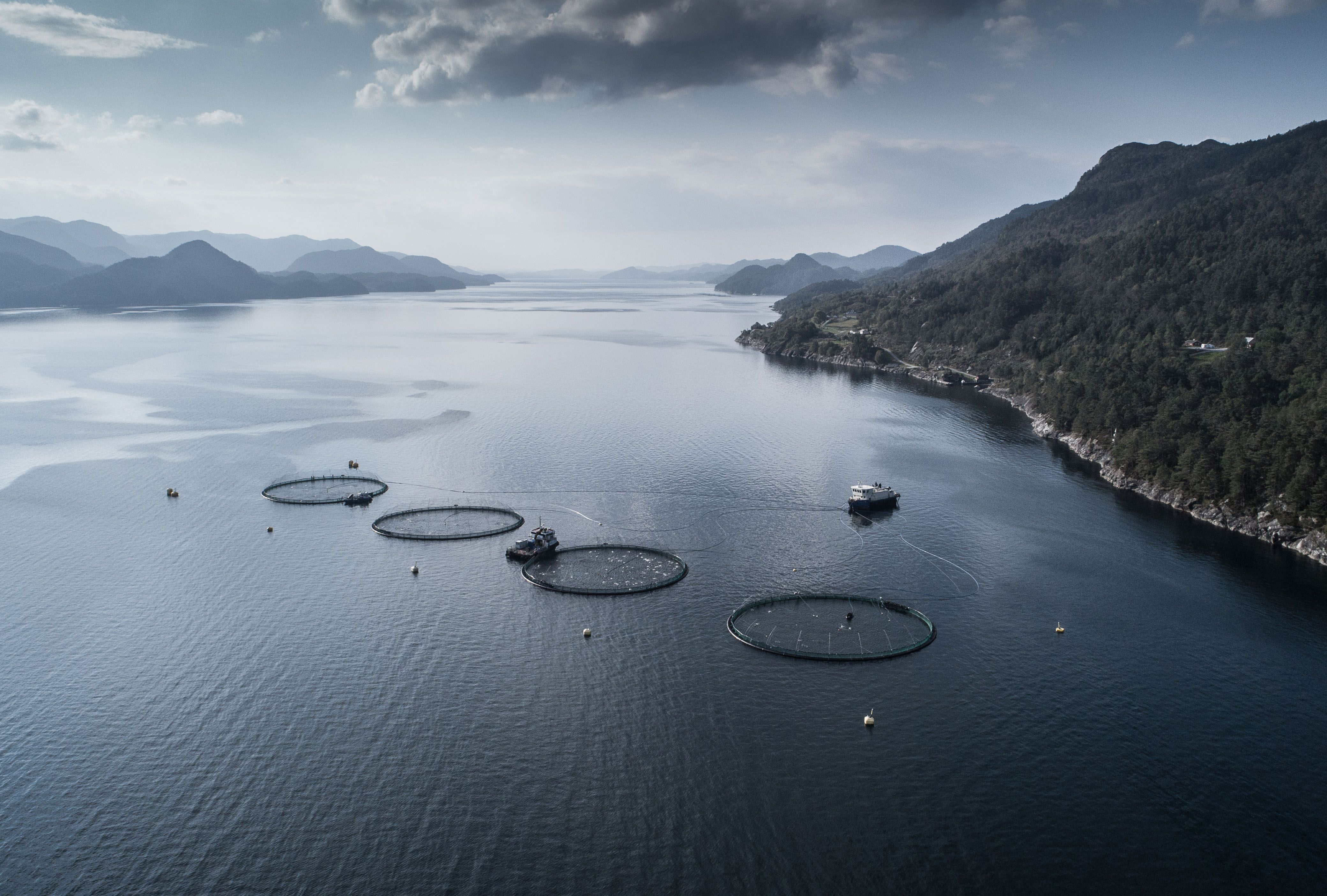 Grunnrenteskatt og formueskatt stoppar utviklinga i norsk havbruk