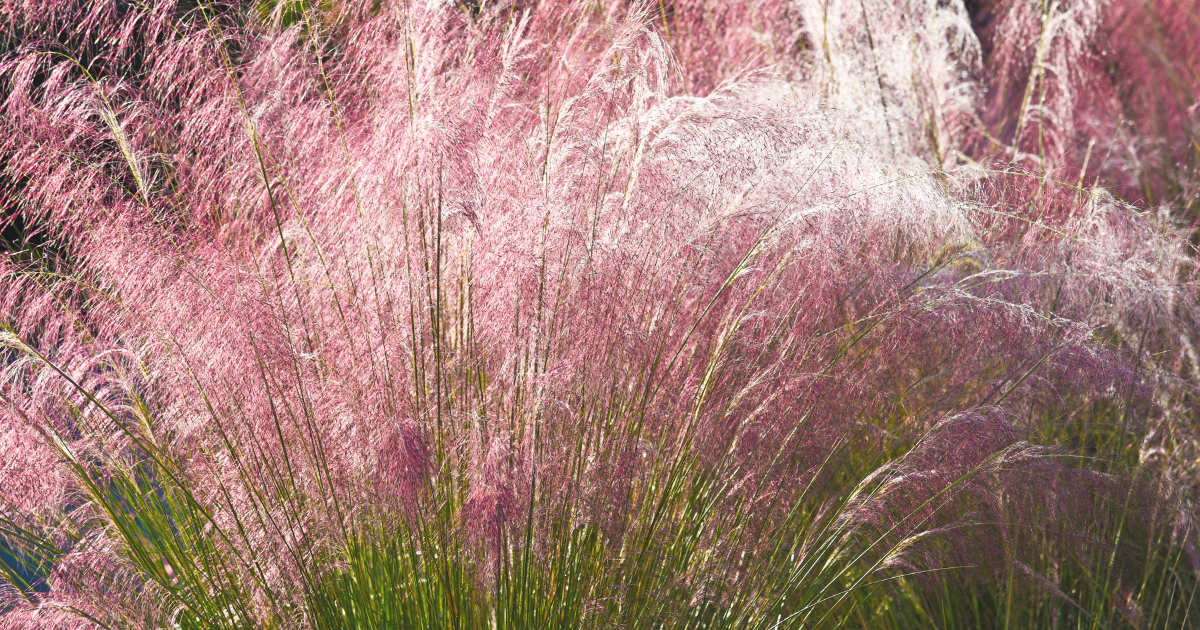 Ornamental Grasses.png