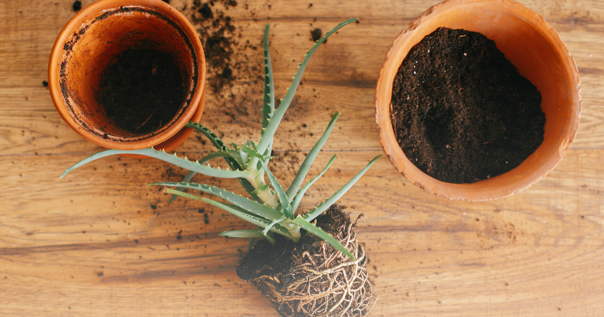 Transplant Aloe Vera Plant.png