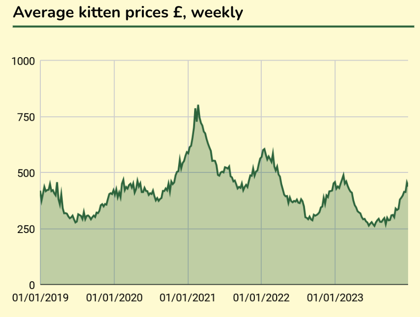 Average kitten prices £, weekly