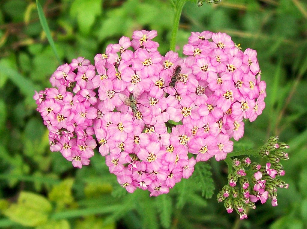 yarrow-1655779774072.png