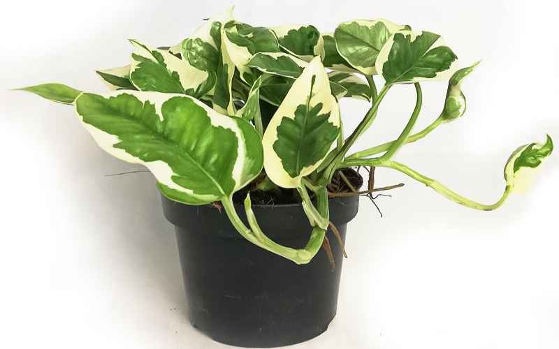 glacier-pothos-1647712524930.jpg