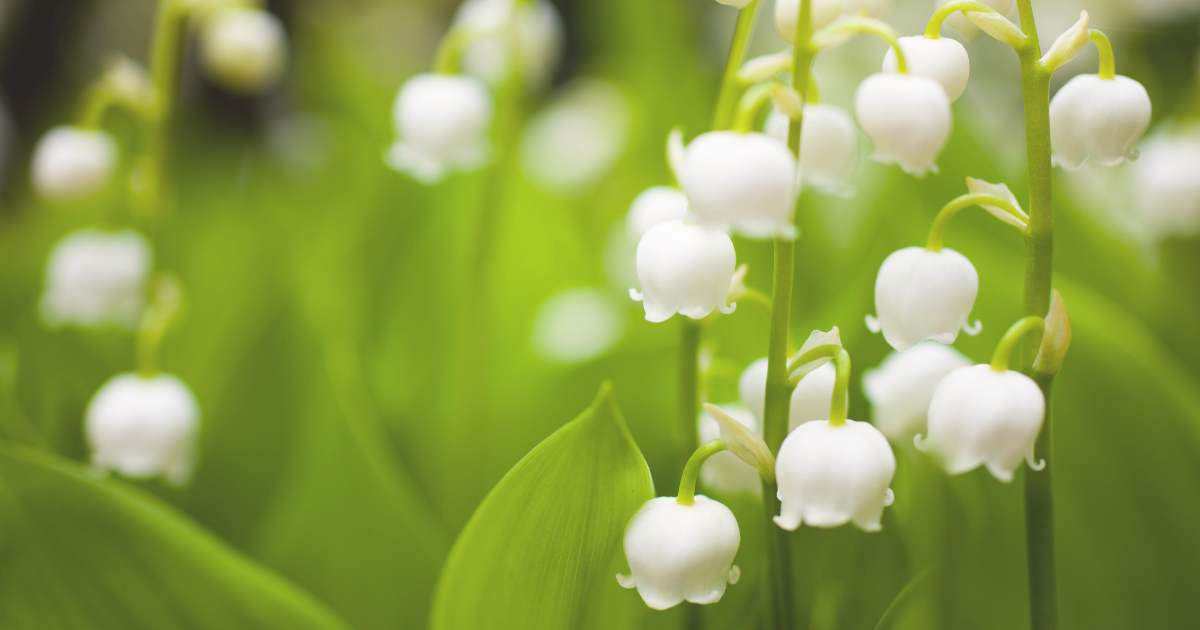 Lily of the Valley.png