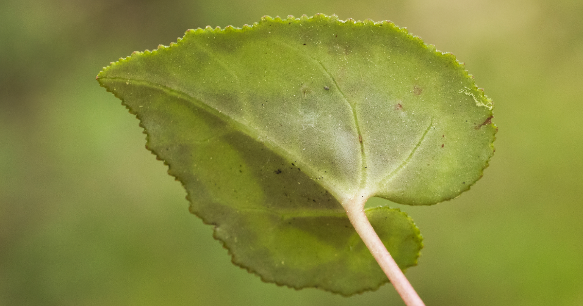 Cyclamen leaf.png