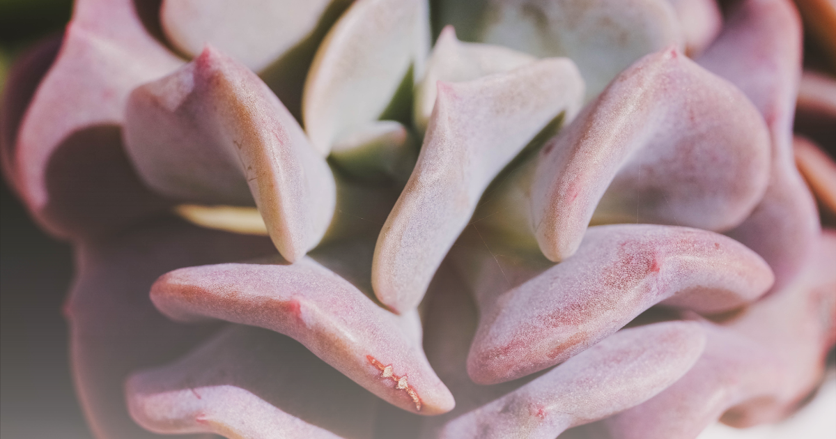 Echeveria -Cubic Frost-.png