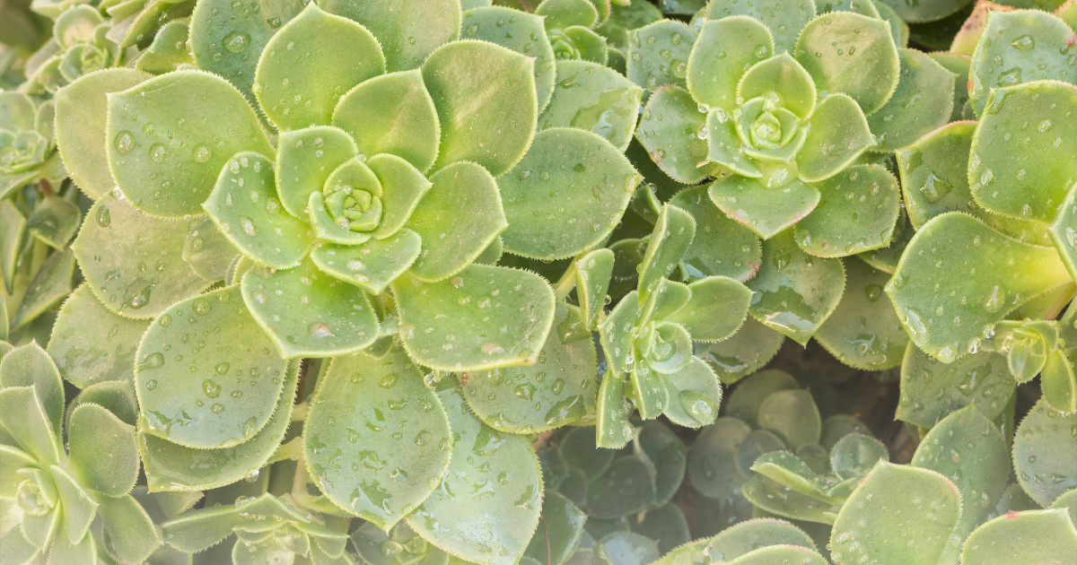 Echeveria secunda.png