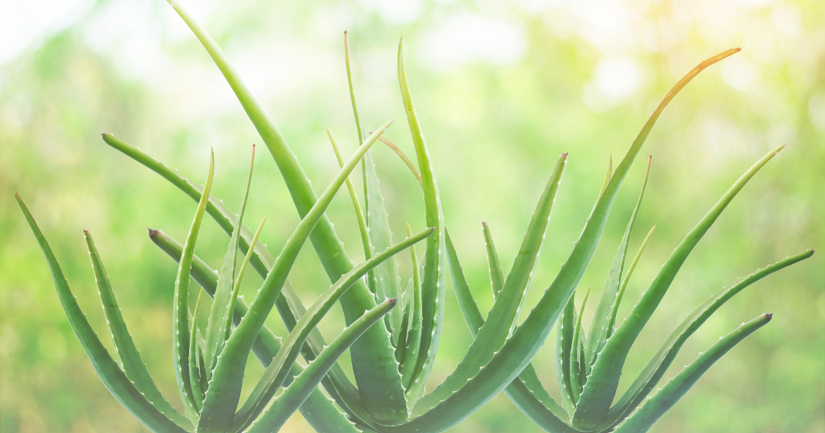 Aloe Vera Lighting.png