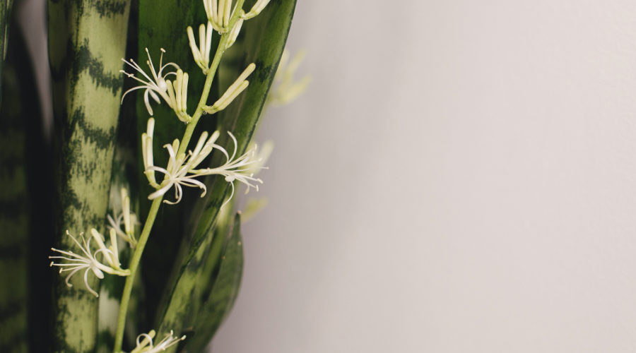 snake-plant-blooming.png