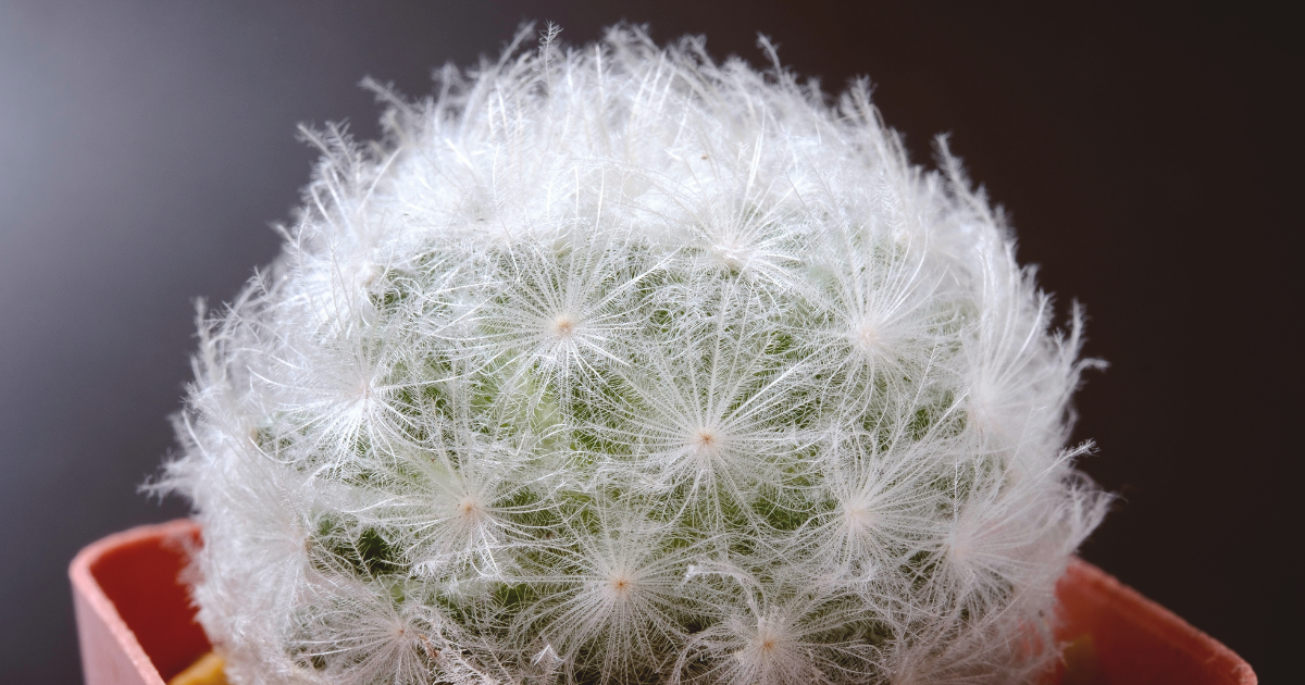 Feather Cactus.png