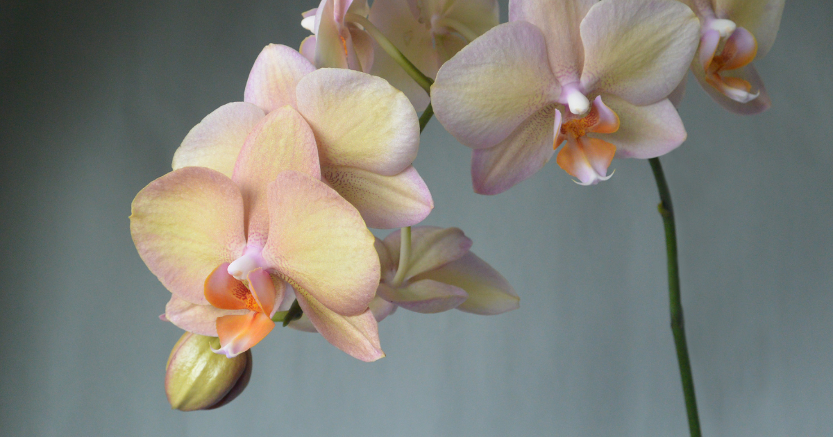 Phalaenopsis (Moth Orchid).png
