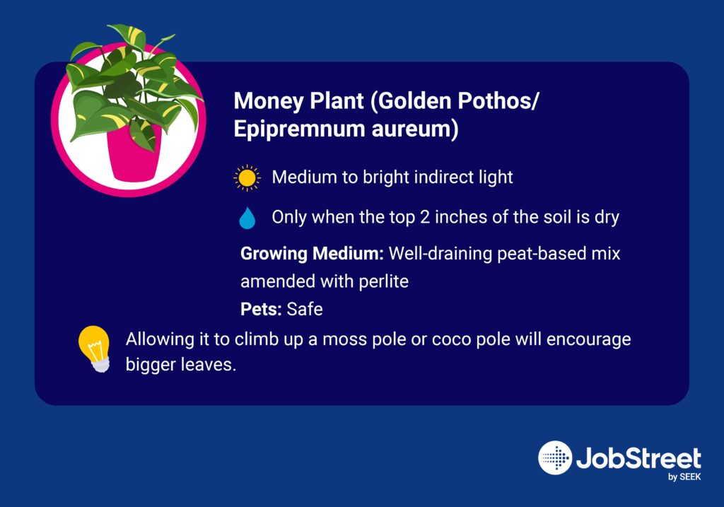 5. Money Plant (Golden Pothos/Epipremnum aureum)