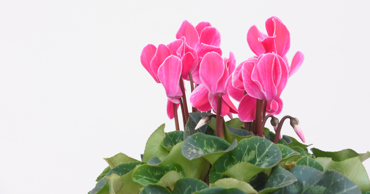 cyclamen.png