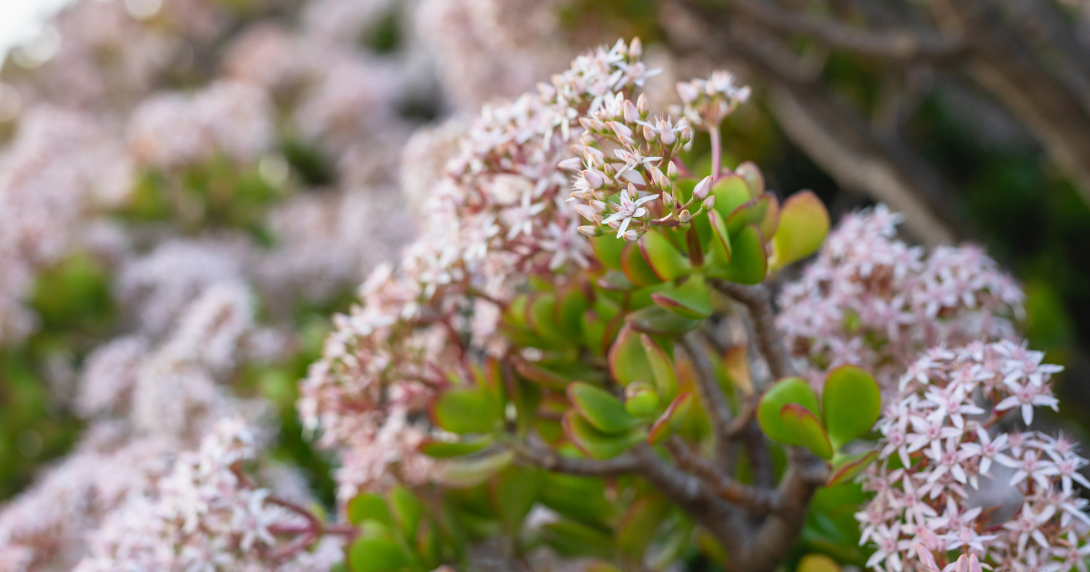 Pink Jade Plant.png