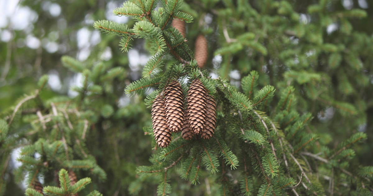 Norway Spruce.png