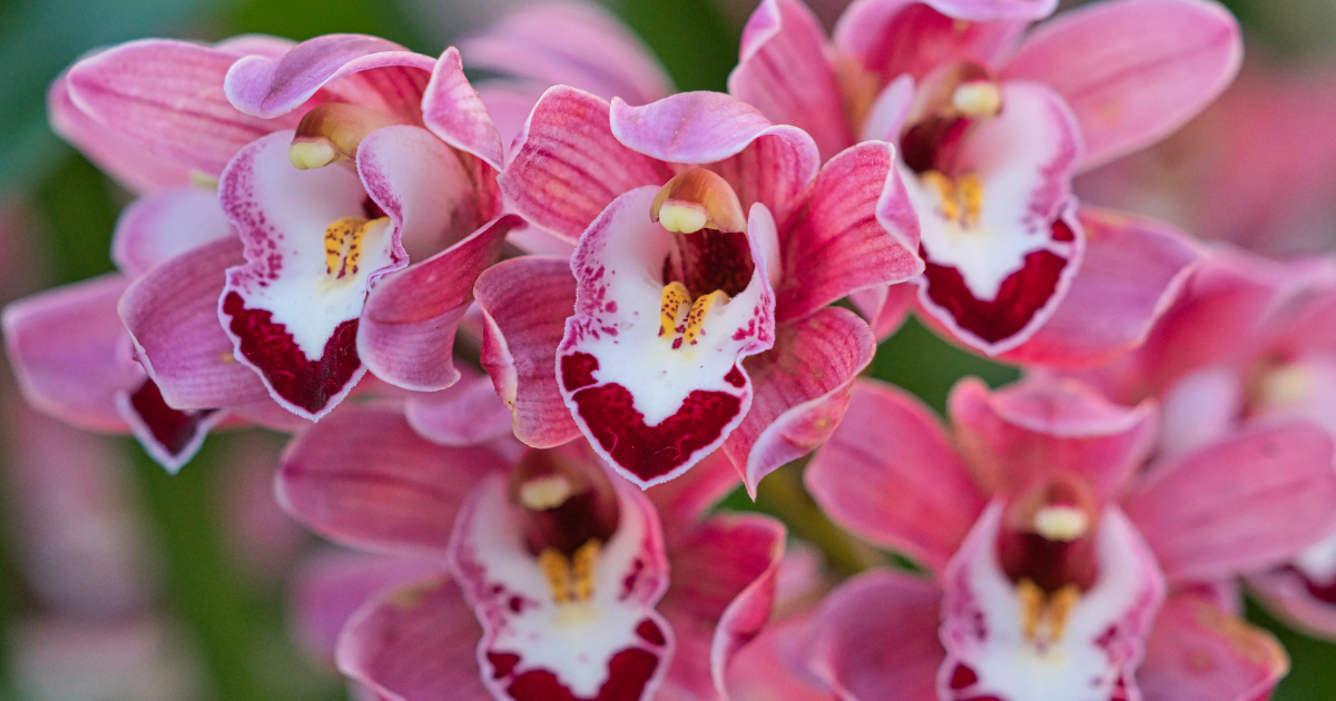 Cymbidium (Boat Orchid).png