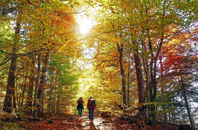 Two people hike through a forest full of beautiful fall foliage as light dapples gently between the trees.