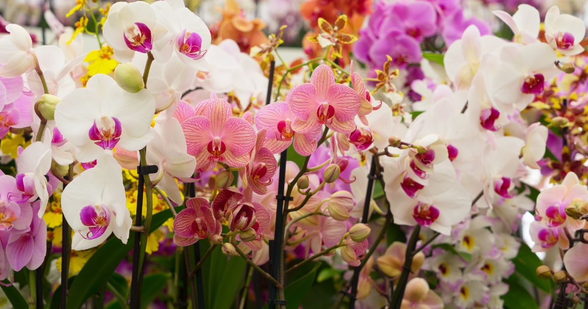 Orchids (1).png