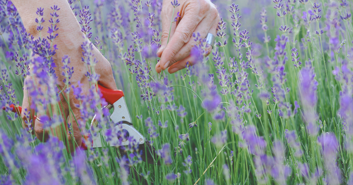 Pruning Lavender.png