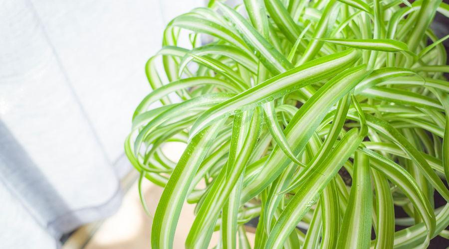 buy-spider-plant-Chlorophytum-comosum.png