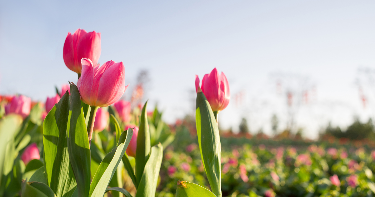 Tulips (1).png