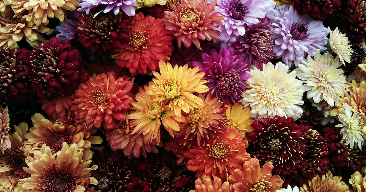 Chrysanthemum late bloom .png