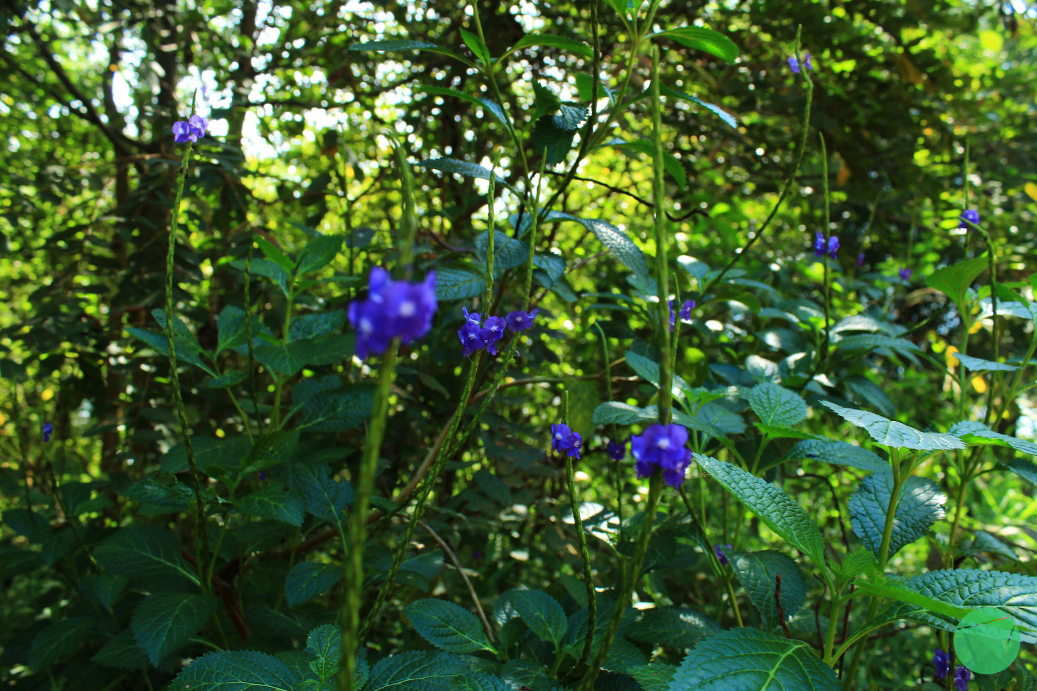 Blue Porterweed - Pecut Kuda - 2.jpg