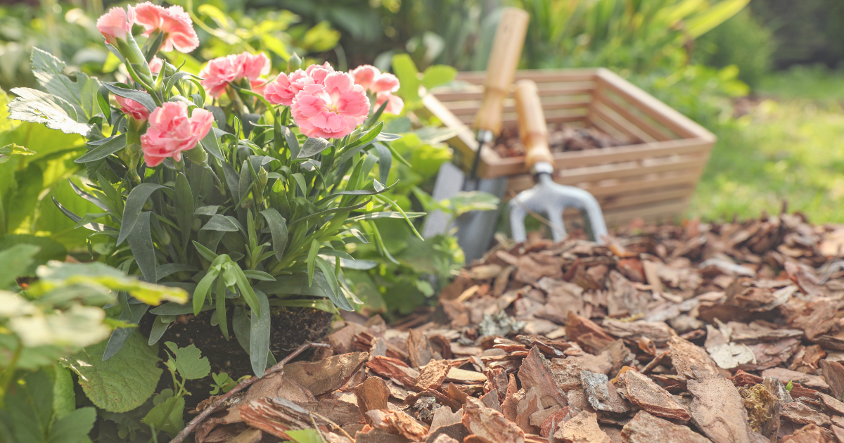 Best Methods to Keep Plants in Bloom Longer.png