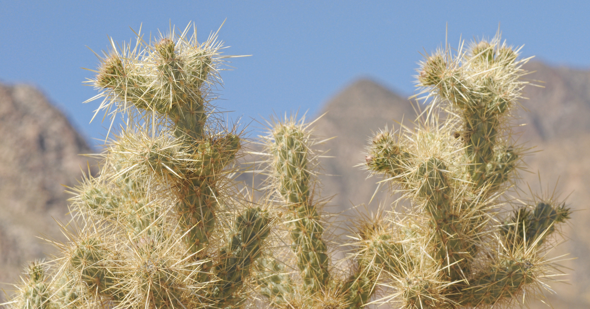 Desert Cacti.png