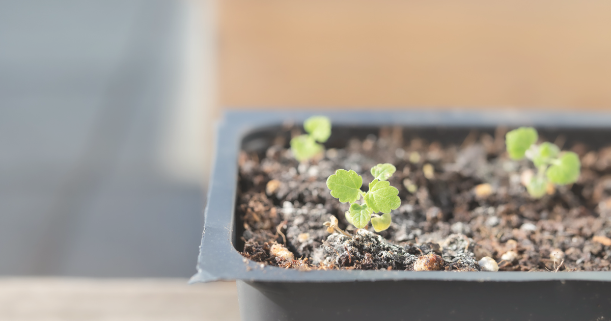 Harden off indoor seedlings.png
