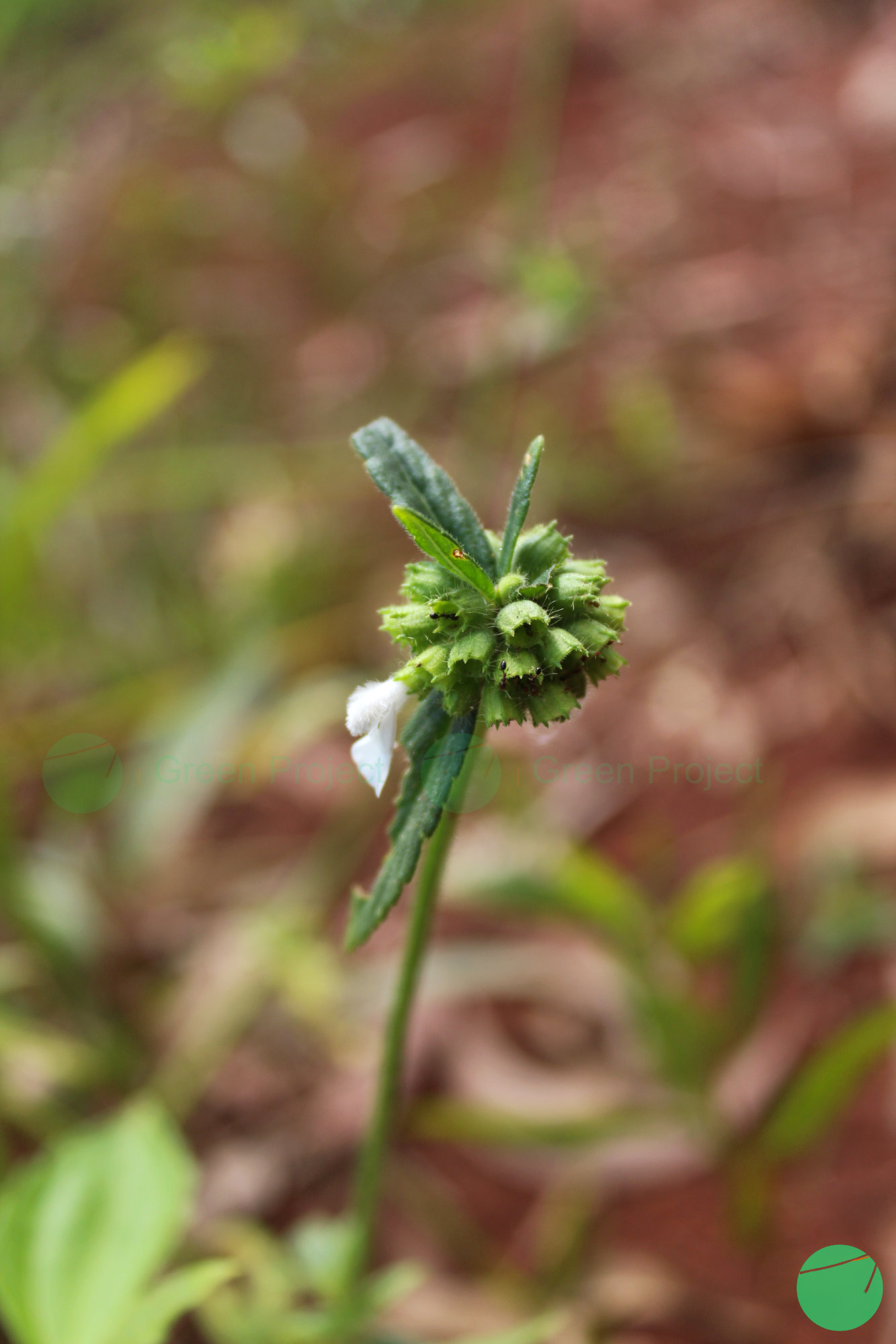 lenglengan - Leucas lavandulifolia - 3.jpg