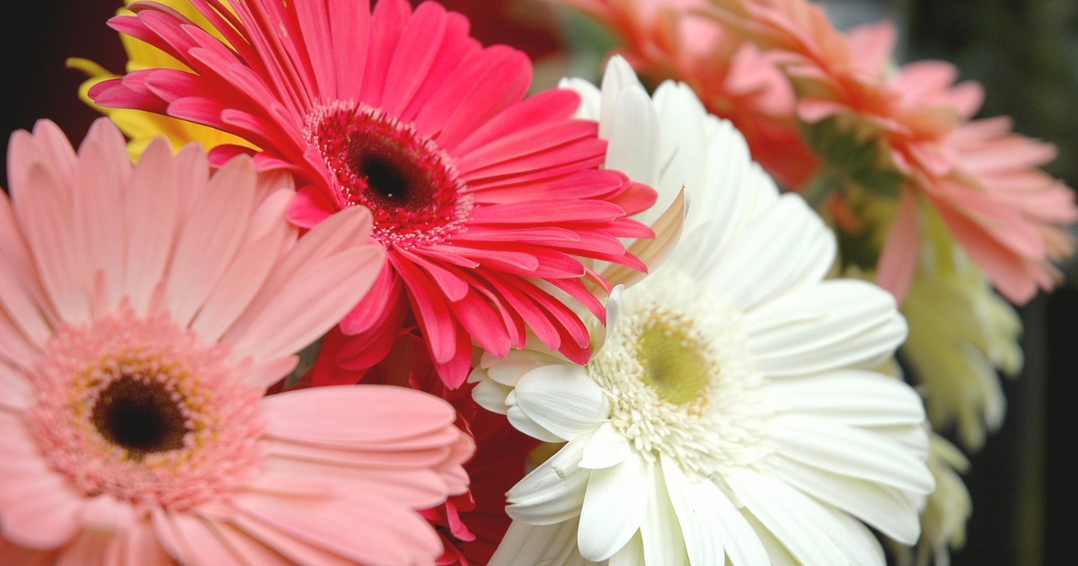 Gerbera Daisies.png