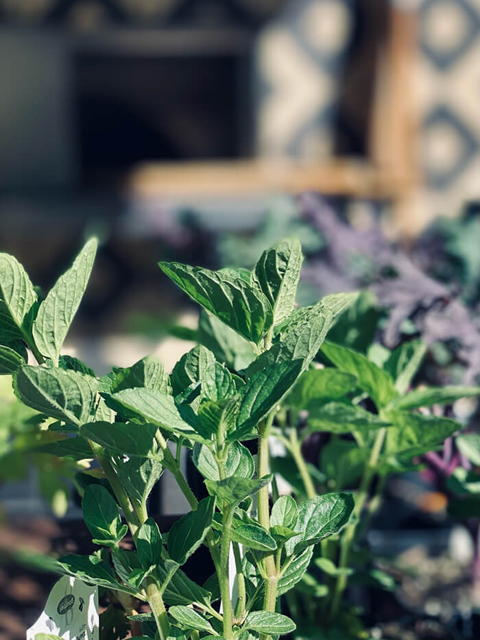 Garden Replanting in DTLA