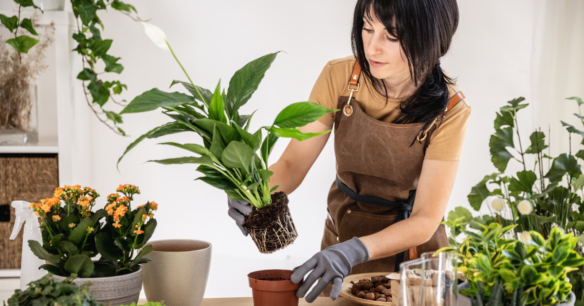 peace lily repotting.png