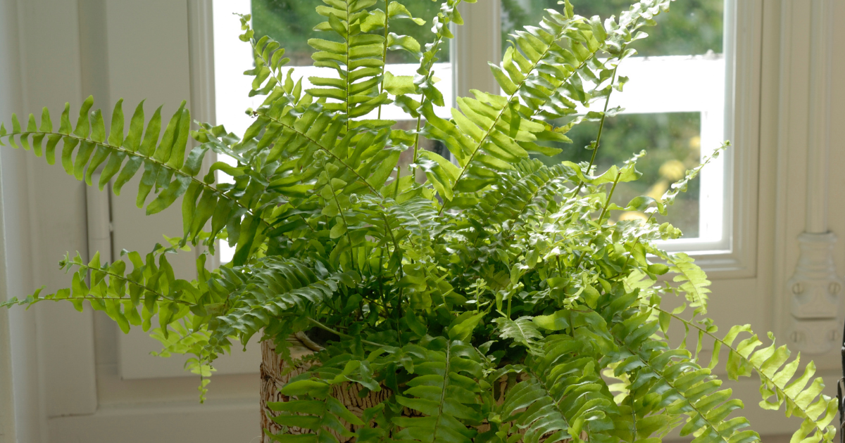 Boston Ferns.png