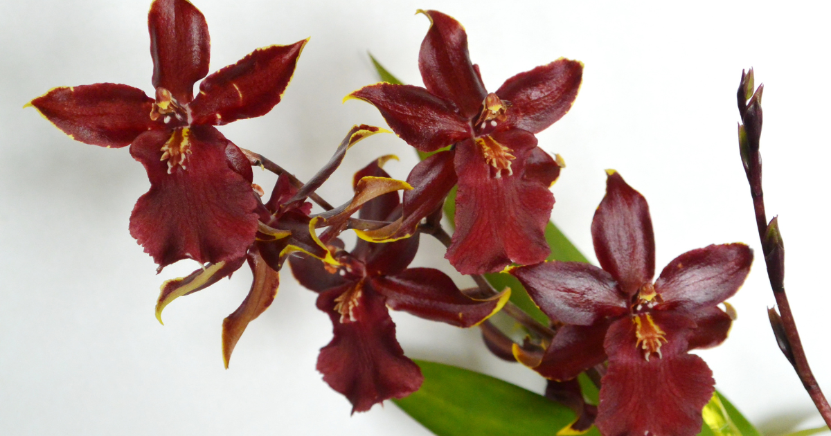 Cambria Orchids (Vuylstekeara).png