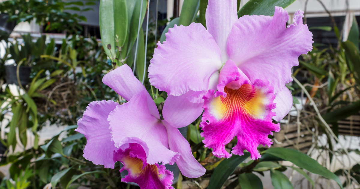 Cattleya (Corsage Orchid).png