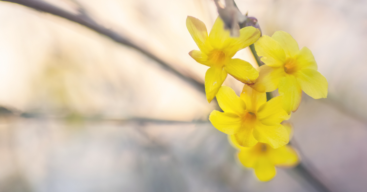 Protect Jasmine Plant In Winter_.png