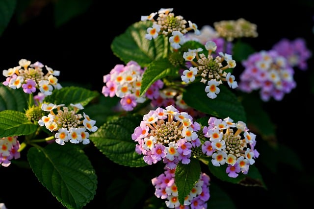 lantana-ga5ce47c30_640.jpg