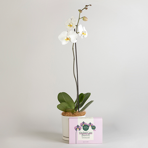INT0029_Christmas Blog_Orchids (1).png
