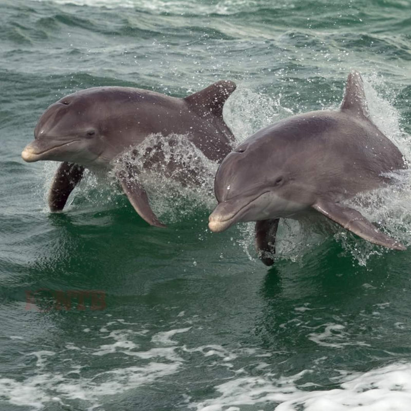 Dolphins