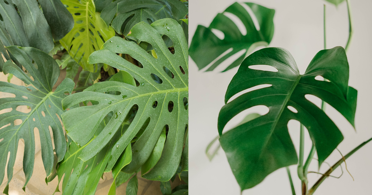 What is the Difference between Monstera Deliciosa And Borsigiana: Key Variations Revealed