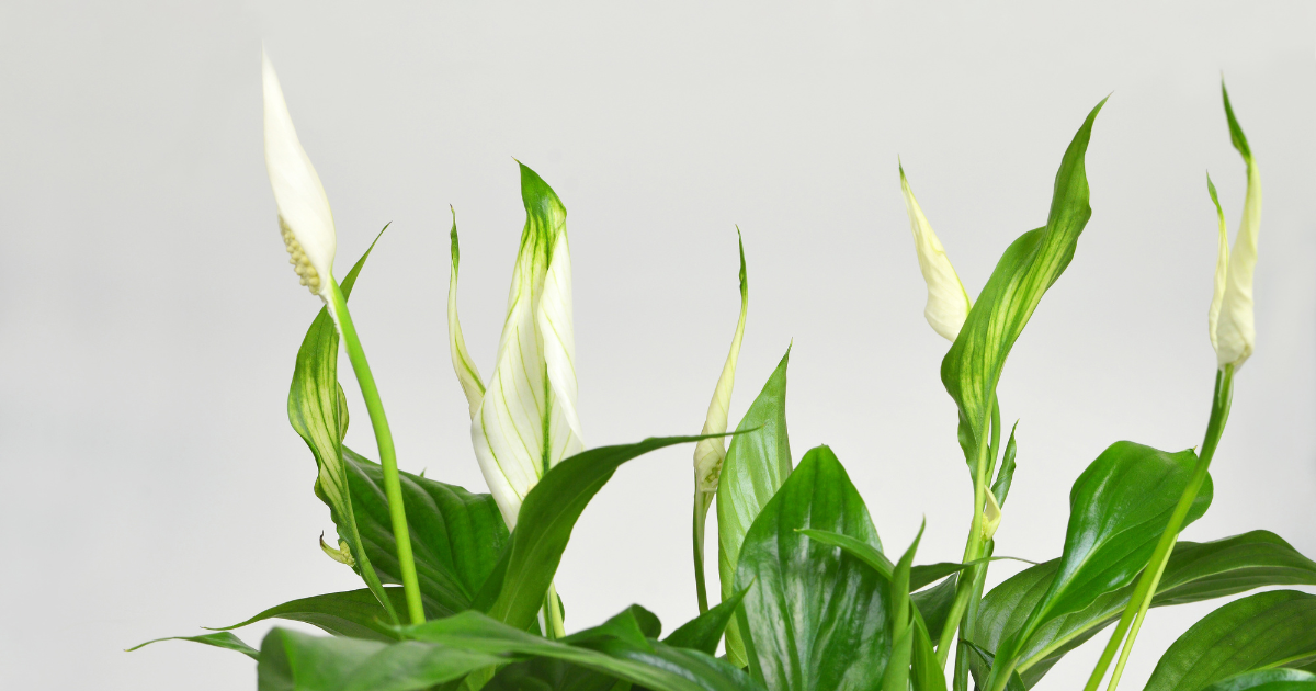 Peace Lily.png